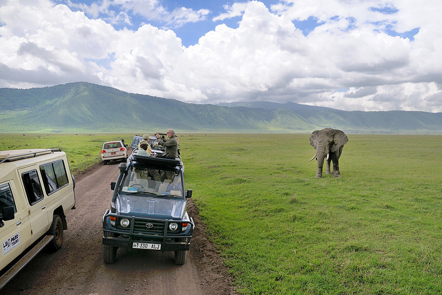 Elephants Ngorongoro